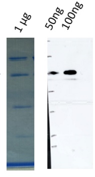 Western blot using anti-CPCK2 antibodies